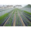 信譽好的地膜廠家當屬宏昌塑料廠-地膜