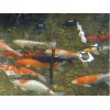 西安市庭院景觀魚池水凈化 過濾 增氧一體化系統